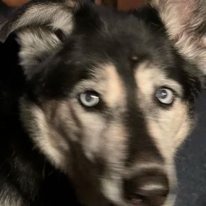 Meet your Posher, George